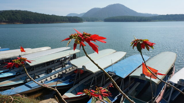 poinsettia plants and boats at the Tuyen Lam Lake in Da Lat, Province La Dong, Vietnam, February