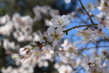 Almond tree blossom
