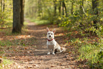 Naklejka na ściany i meble Cute inquisitive dog with collar ialone n the autumn forest