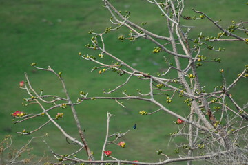 branches of a tree 2