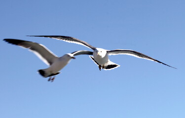 seagull and eye
