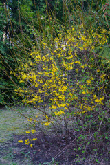 Bright yellow Forsythia flowers in early spring in a city park.