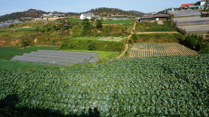 agriculture in Da Lat, Province La Dong, Vietnam, February