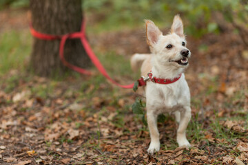 Cute dog with big ears tied by a leash to a tree in an autumn forest or park. Pet dog is waiting for the owner