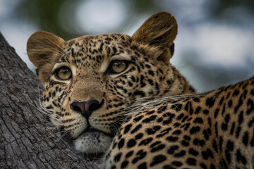 chilling Leopard