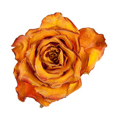 Rose Isolated on a white background, view from a different angle in portfiolio.