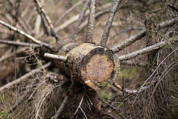 An old sawed-down tree lying in the forest. Cracked old saw cut. Spruce trunk with many branches