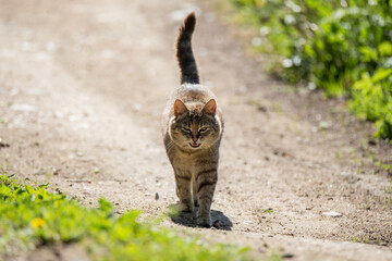 Domestic cat walks in nature. The cat runs along a dirt road with its tail high.