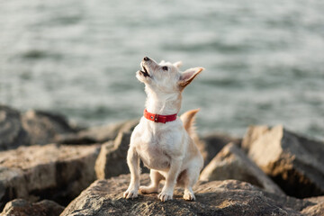 Fototapeta premium Cute dog on the stones at the coast