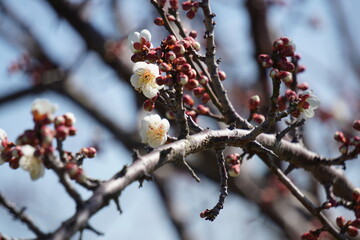 梅の花が咲き始める初春の青空