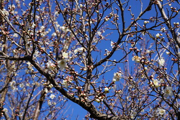 梅の花が咲き始める初春の青空