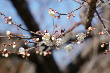 梅の花が咲き始める初春の青空