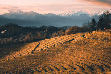 Beautiful terraced vineyard landscape in Friuli Venezia Giulia, Italy