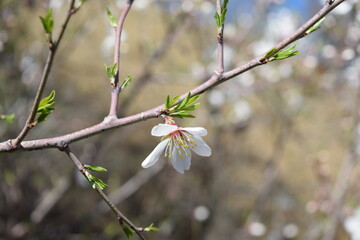 Close-up of an almond tree flowers  