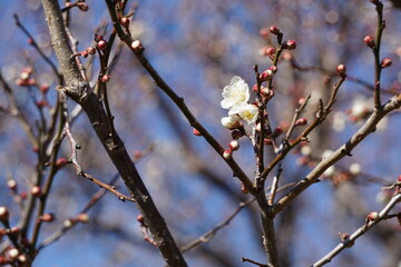 梅の花