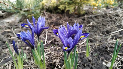 spring crocus flowers