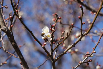 梅の花