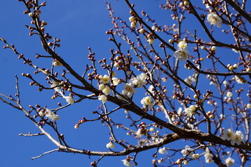 梅の花が咲き始める初春の青空