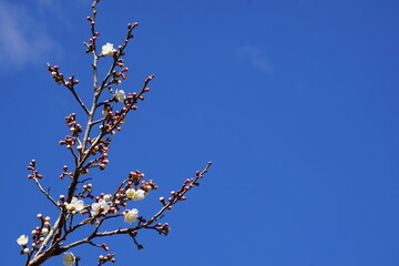 梅の花が咲き始める初春の青空
