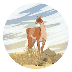 Round composition. Lama guanaco stands in the rocky desert against the backdrop of the sunset. Lama guanicoe. Wild animals of South America. Vector realistic illustration