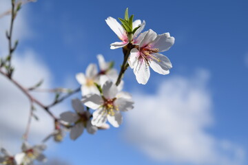 Close-up of an almond tree flowers  