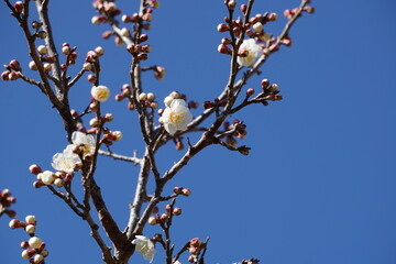 梅の花が咲き始める初春の青空