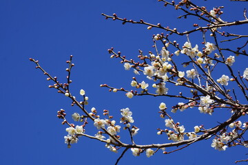 梅の花が咲き始める初春の青空