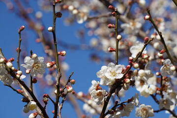 梅の花が咲き始める初春の青空