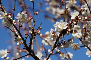 梅の花が咲き始める初春の青空