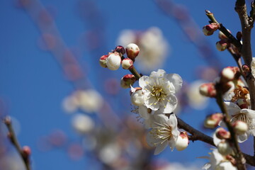 梅の花が咲き始める初春の青空