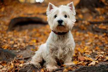 Westie autumn walk in the park portrait