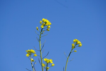 青空の菜の花