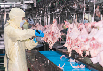 The chickens hanging on the rail in the production line.