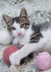 cute gray - white kitten lies on a soft fluffy blanket and plays with balls of multicolored threads for knitting. tenderness, comfort, mischievous childhood of pets. Needlework, hobby