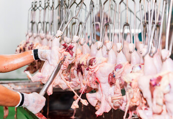 fresh chicken hang on rail in slaughter house.