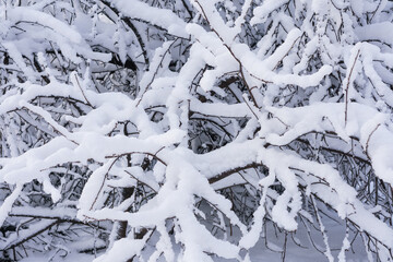 Tree branches in a lot of fresh white snow