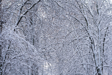 Photo of several trees with a huge number of small branches covered with snow