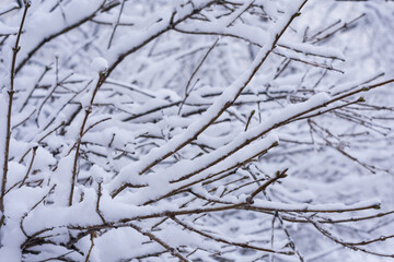 Fototapeta na wymiar Close-up photo of tree branches in snow