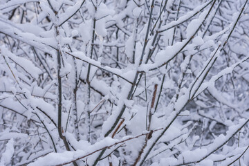 Photo of bush branches in a white fresh snow 