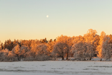 Landschaft mit Bäumen und Mond.