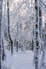 Vertical photo of trees in the city park with sunlight shining through their snow-covered branches