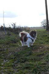 Kleiner Hund beim Spazierengehen am Waldrand - Tibet Spaniel, Leben auf dem Land