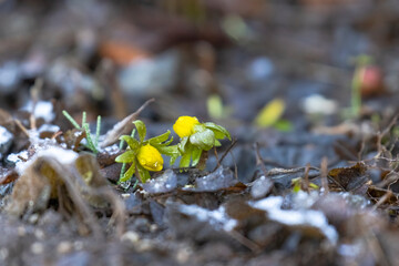 Winter bulbs as the first spring bloomers in the spring