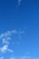 Flock of seagulls in the sky.