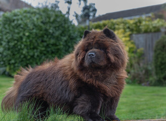 Fototapeta premium Black Chow Chow