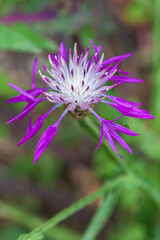 Fototapeta premium flowers of Corsica
