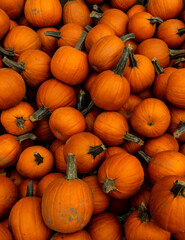 pile of small pumkpins in Verger Labonté in Quebec (Canada)