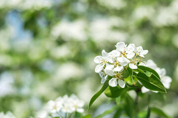 Fototapeta premium Blossoming branch of apple tree with blurred background.
