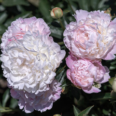 Pale pink peonies on a background of green leaves.