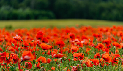 Beautiful wild red poppies in the countryside in Latvia.